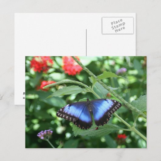 Big Blue Butterfly 2 Postkarte (Vorne/Hinten)