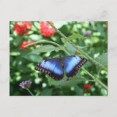 Big Blue Butterfly 2 Postkarte (Vorderseite)