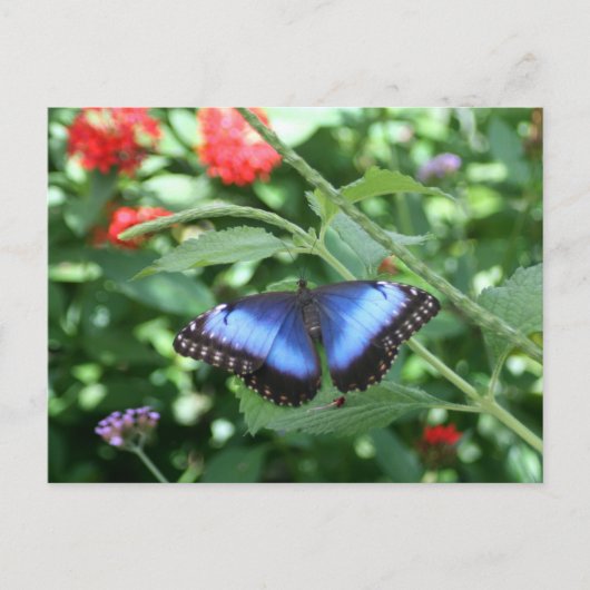 Big Blue Butterfly 2 Postkarte (Vorderseite)