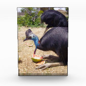 Big Blue Cassowary Bird Eating Melons, Fotoblock (Vorderseite)
