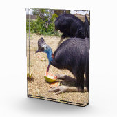 Big Blue Cassowary Bird Eating Melons, Fotoblock (Rechts)
