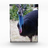Big Blue Cassowary Bird, Fotoblock (Vorderseite)
