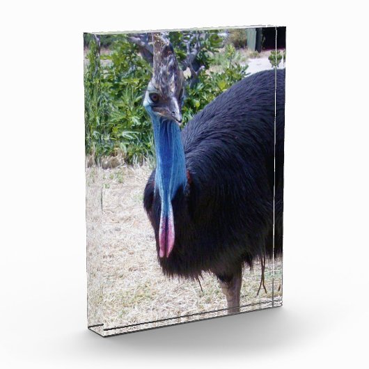 Big Blue Cassowary Bird, Fotoblock (Links)