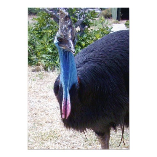 Big Blue Cassowary Bird, Fotodruck (Vorne)