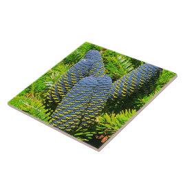 Big Blue Korean Fir Cones Fliese