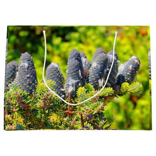 Big Blue Korean Fir Cones Große Geschenktüte (Vorderseite)