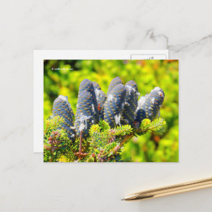 Big Blue Korean Fir Cones Postkarte
