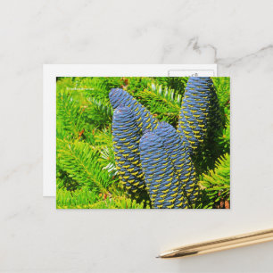 Big Blue Korean Fir Cones Postkarte