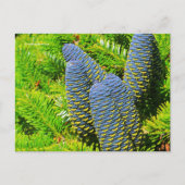Big Blue Korean Fir Cones Postkarte (Vorderseite)