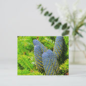Big Blue Korean Fir Cones Postkarte (Stehend Vorderseite)