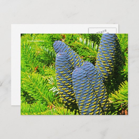 Big Blue Korean Fir Cones Postkarte (Vorne/Hinten)