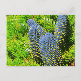 Big Blue Korean Fir Cones Postkarte