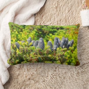 Big Blue Korean Fir und Cones Lendenkissen