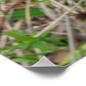 Big Blue Louisiana Iris Poster (Ecke)