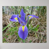 Big Blue Louisiana Iris Poster (Vorne)