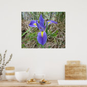 Big Blue Louisiana Iris Poster (Küche)