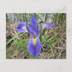 Big Blue Louisiana Iris Postkarte