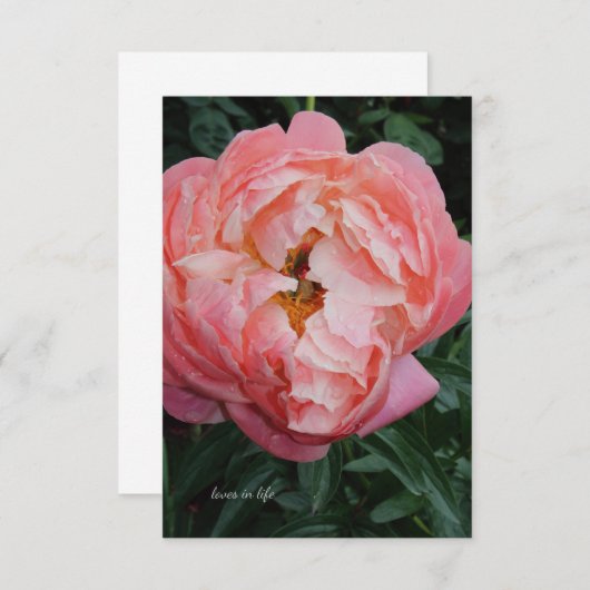 Big Bold Pink Peony Mitteilungskarte (Vorne/Hinten)