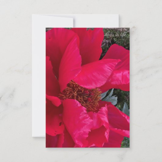 Big Bold Red Peony Mitteilungskarte (Vorderseite)