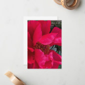 Big Bold Red Peony Mitteilungskarte (Vorderseite/Rückseite Beispiel)