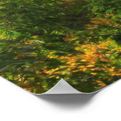 Big Branch Wilderness Vermont Poster (Ecke)