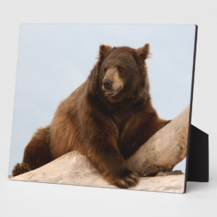 Big Brown Bär auf einer Rundholz-Plattform Fotoplatte