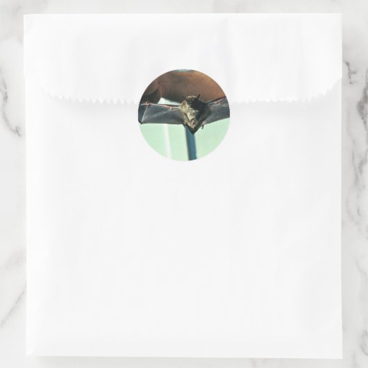 Big Brown Bat Runder Aufkleber (Tasche)