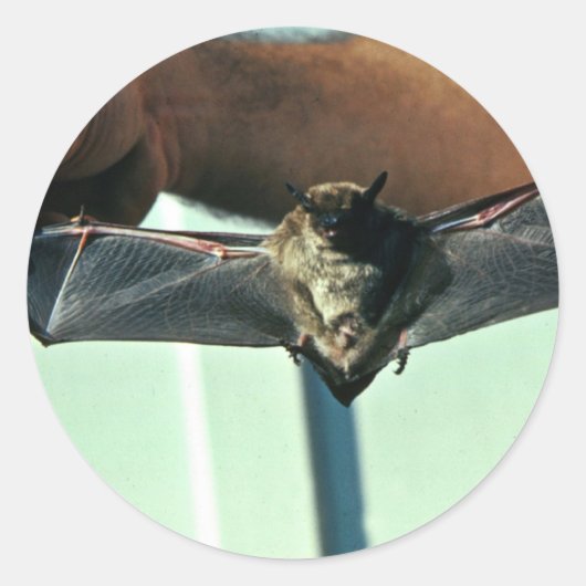 Big Brown Bat Runder Aufkleber (Vorderseite)