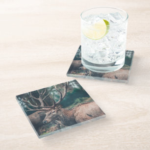 Big Brown Buck Deer mit großen Antlern Glasuntersetzer