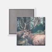Big Brown Buck Deer mit großen Antlern Magnet (Vorderseite/Rückseite)