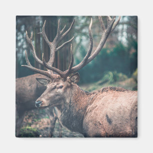 Big Brown Buck Deer mit großen Antlern Magnet