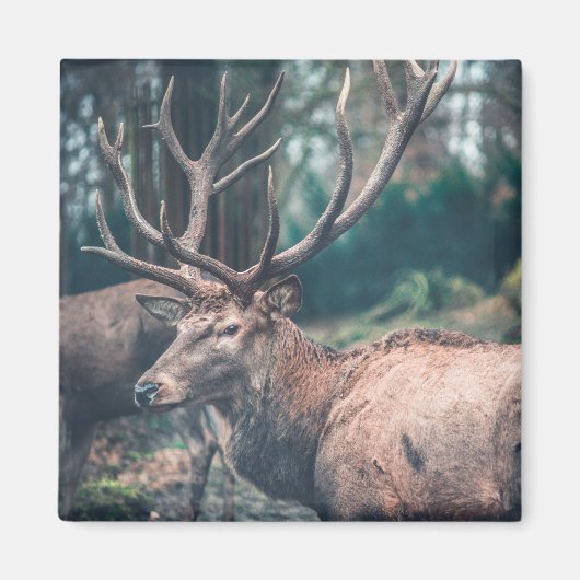 Big Brown Buck Deer mit großen Antlern Magnet (Vorne)