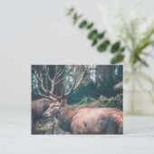 Big Brown Buck Deer mit großen Antlern Postkarte (Stehend Vorderseite)
