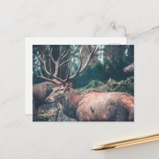 Big Brown Buck Deer mit großen Antlern Postkarte (Vorderseite/Rückseite Beispiel)