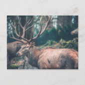 Big Brown Buck Deer mit großen Antlern Postkarte (Vorderseite)