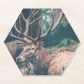 Big Brown Buck Deer mit großen Antlern Untersetzer (Vorderseite)