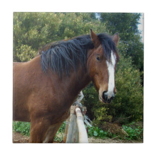 Big Brown Clydesdale Pferd, Fliese