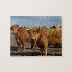 Big Brown Highland Cows, Jigsaw Puzzle