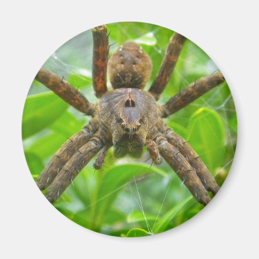 Big Brown Spider Magnet (Vorne)