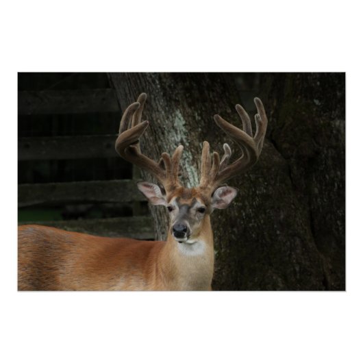 Big Buck Deer Poster (Vorderseite)