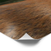 Big Buck Deer Poster (Ecke)