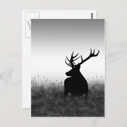 Big Buck Postkarte (Vorne/Hinten)