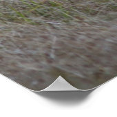 Big Buck Vier-Pointer Poster (Ecke)