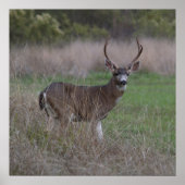 Big Buck Vier-Pointer Poster (Vorne)