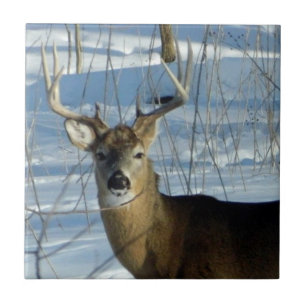 Big Buck Winter Fliese