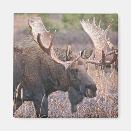 Big Bull Moose Magnet (Vorne)