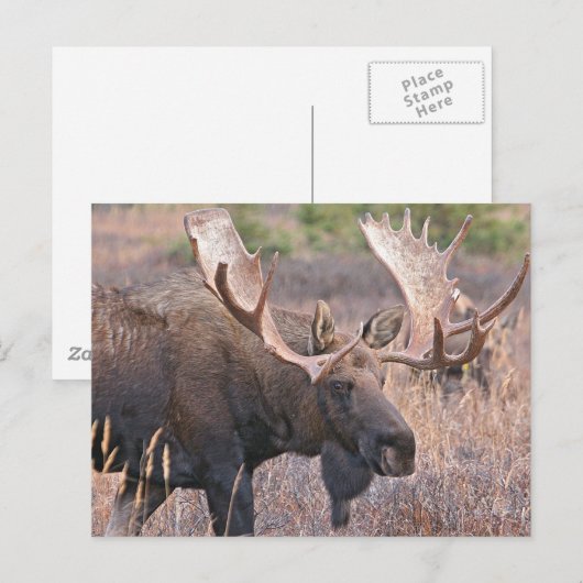 Big Bull Moose Postkarte (Vorne/Hinten)
