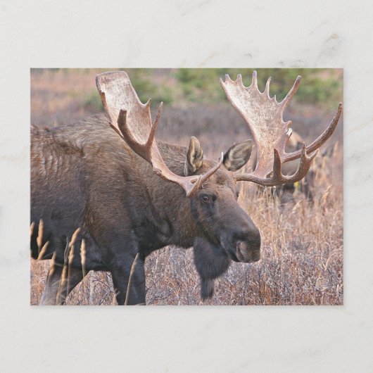 Big Bull Moose Postkarte (Vorderseite)