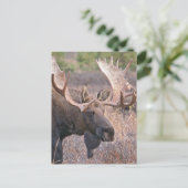 Big Bull Moose Postkarte (Stehend Vorderseite)