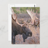 Big Bull Moose Postkarte (Vorne/Hinten)